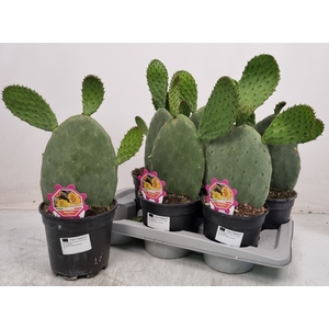 OPUNTIA