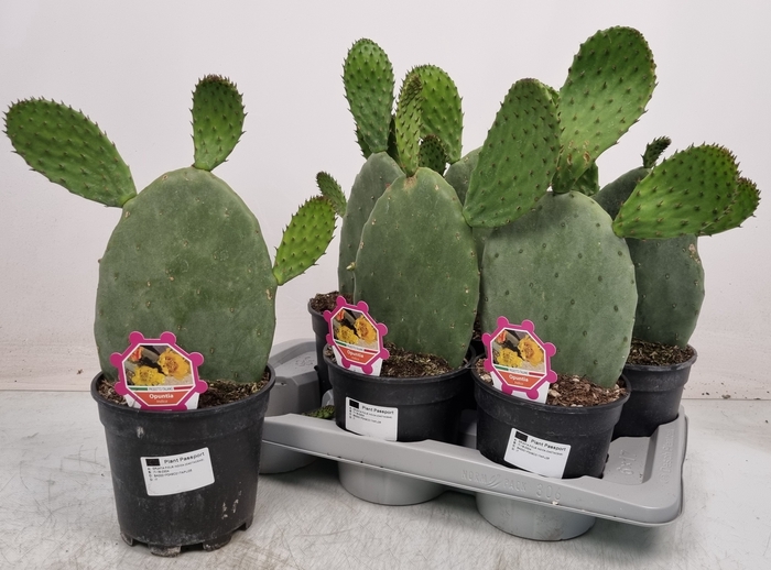 <h4>OPUNTIA</h4>