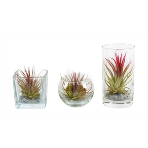 Tillandsia glas BVL mix
