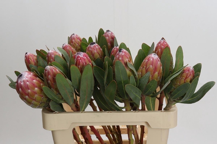 <h4>PROTEA SUSARA</h4>