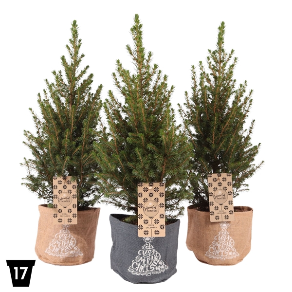 <h4>Picea glauca 'December' Jute, P17</h4>