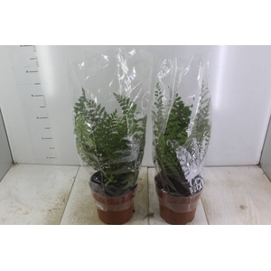 ASPLENIUM PARVATI P17