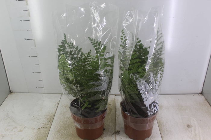 <h4>ASPLENIUM PARVATI P17</h4>