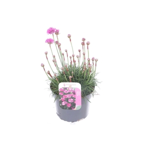 Armeria maritima Dusseldorf Pride