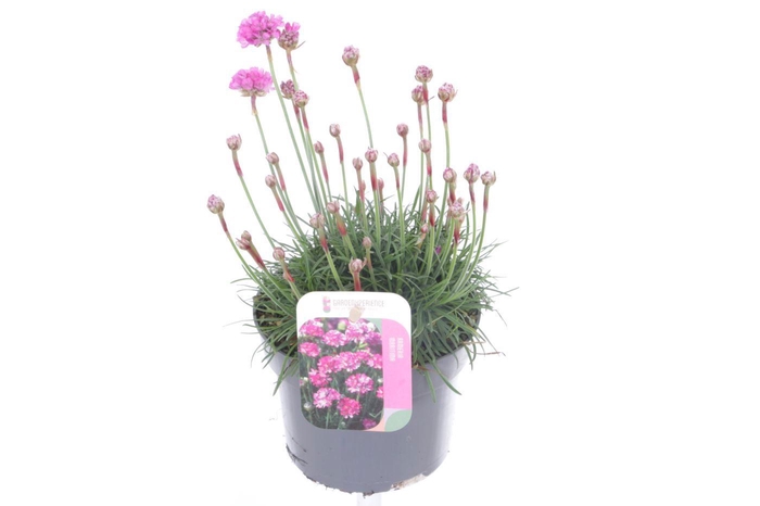 <h4>Armeria maritima Dusseldorf Pride</h4>