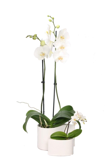 <h4>Yin Keramiek Phal Wit 2T+ Tiny Dolls 1T</h4>