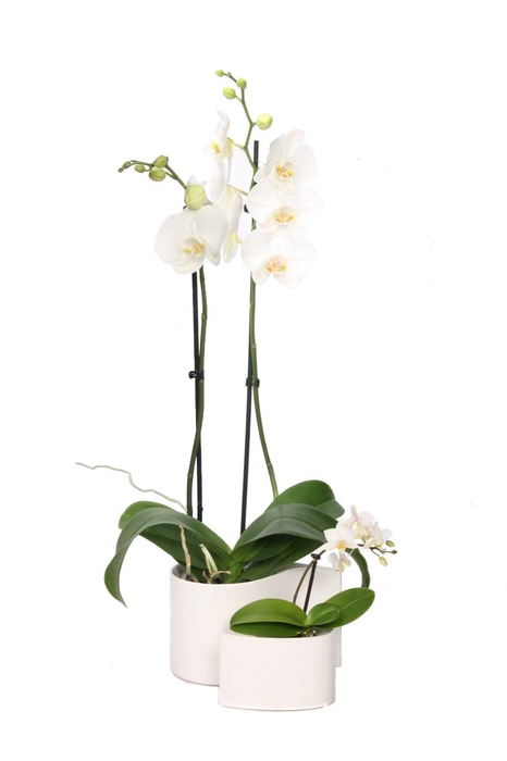 <h4>Yin Keramiek Phal Wit 2T+ Tiny Dolls 1T</h4>