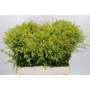 Solidago Tara Gold