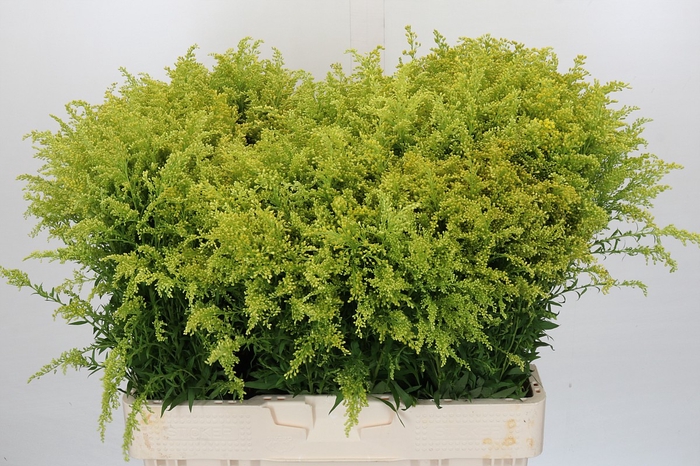 Solidago Tara Gold