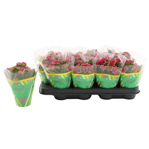 Kalanchoe Double Purple