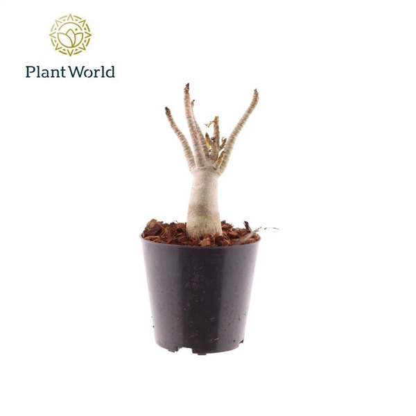 <h4>Adenium obesum</h4>