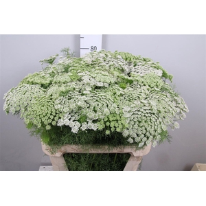 Ammi Vis Casablanca