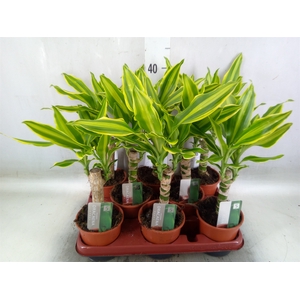 Dracaena frag. 'Golden Queen'