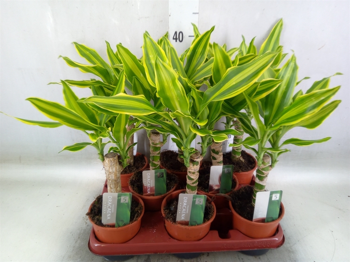 <h4>Dracaena frag. 'Golden Queen'</h4>