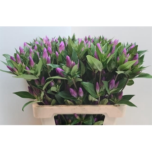 GENTI D PINK ASHIRO
