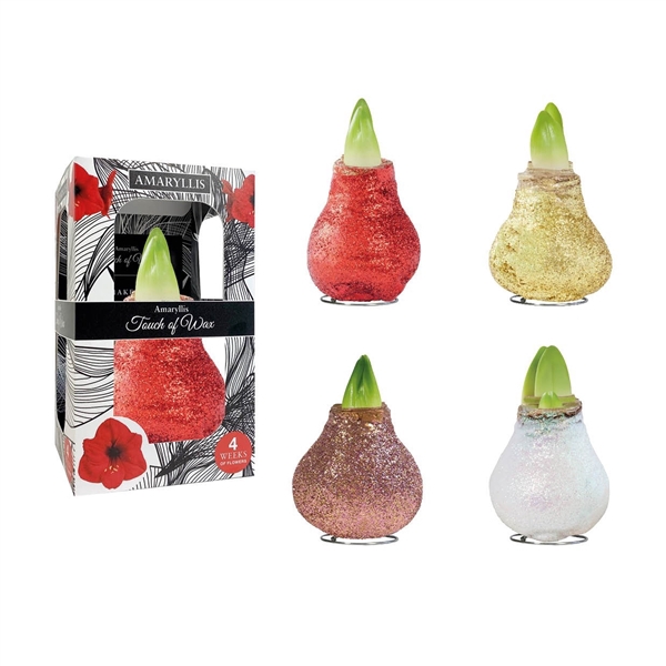 <h4>Amaryllis Touch of Wax Magic Glitter Mixed 1x6 (BIO), rode bloem, Karton Giftbox, Tray236</h4>