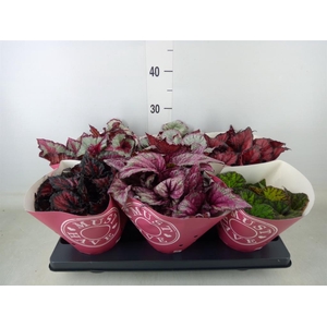 Begonia BD 'Beleaf'   ...mix