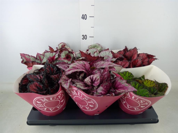 <h4>Begonia BD 'Beleaf'   ...mix</h4>