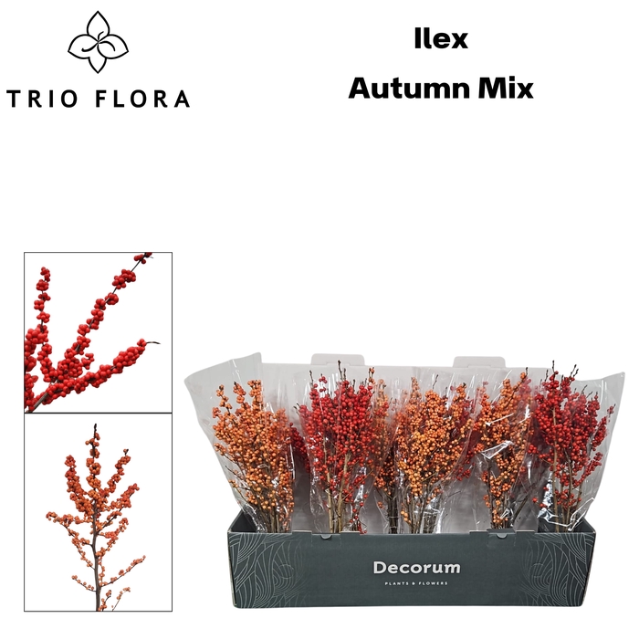 <h4>ILEX VE AUTUMN MIX 50 cm Big Box 50</h4>