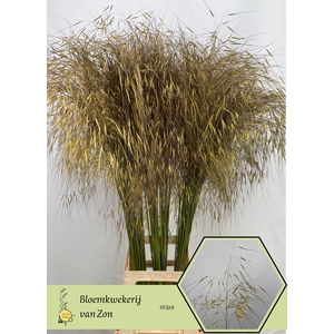 STIPA GIGANTEA