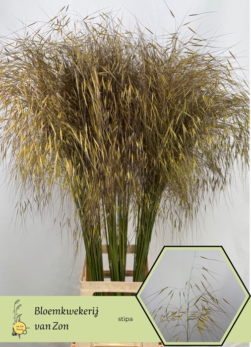 <h4>STIPA GIGANTEA</h4>