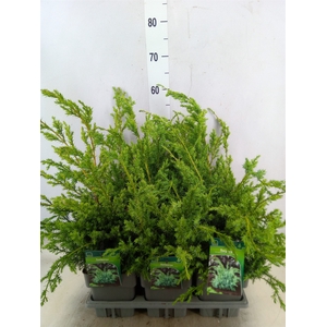 Juniperus chinensis 'Blue Alps'
