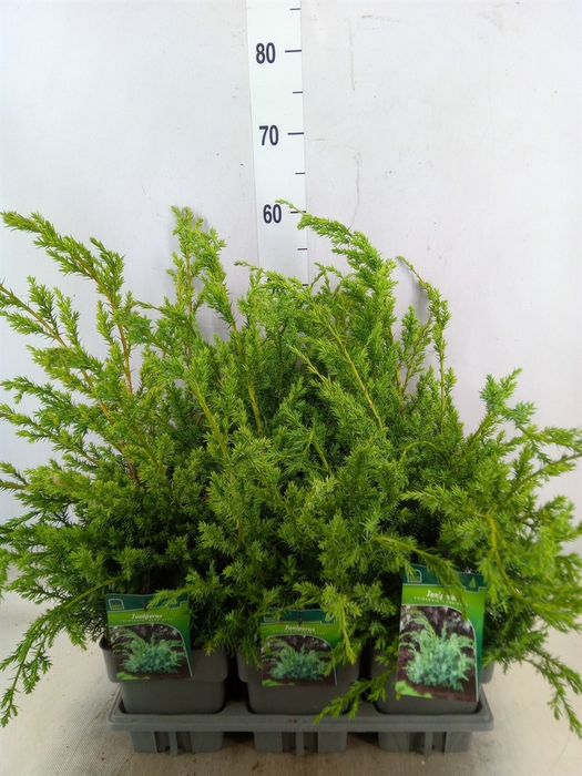 <h4>Juniperus chinensis 'Blue Alps'</h4>