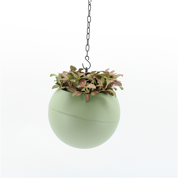 <h4>Globee Indoor Fittonia 105</h4>
