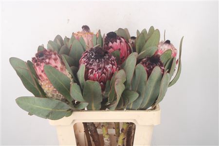 Protea Magnifica
