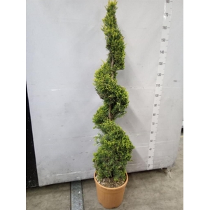 xCupressocyparis ley.   ...