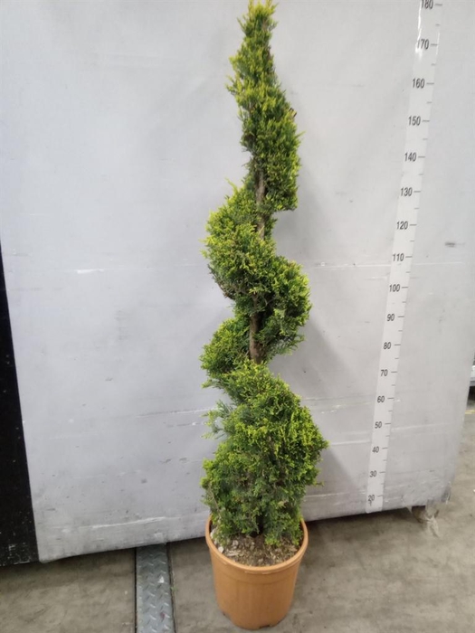 <h4>xCupressocyparis ley.   ...</h4>