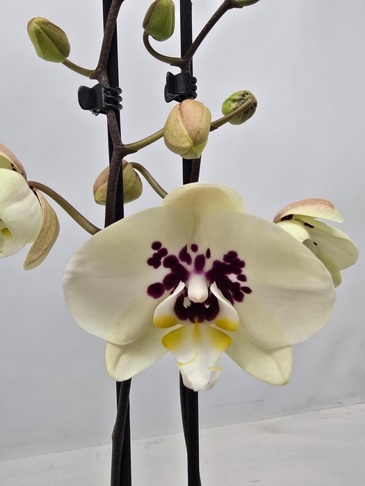 <h4>Limited 10 week 19</h4>