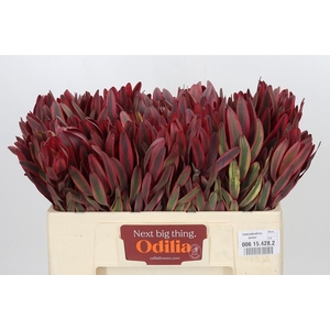 Leucadendron Jester