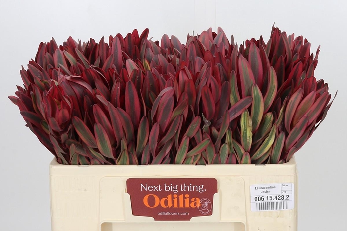 <h4>Leucadendron Jester</h4>