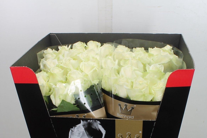 <h4>R Gr Avalanche+</h4>