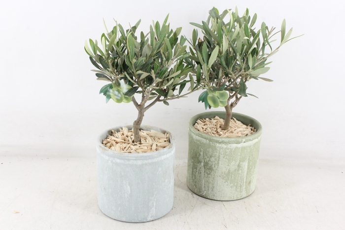 <h4>arr3 SN - Ker. pot olijf green/grey x4</h4>