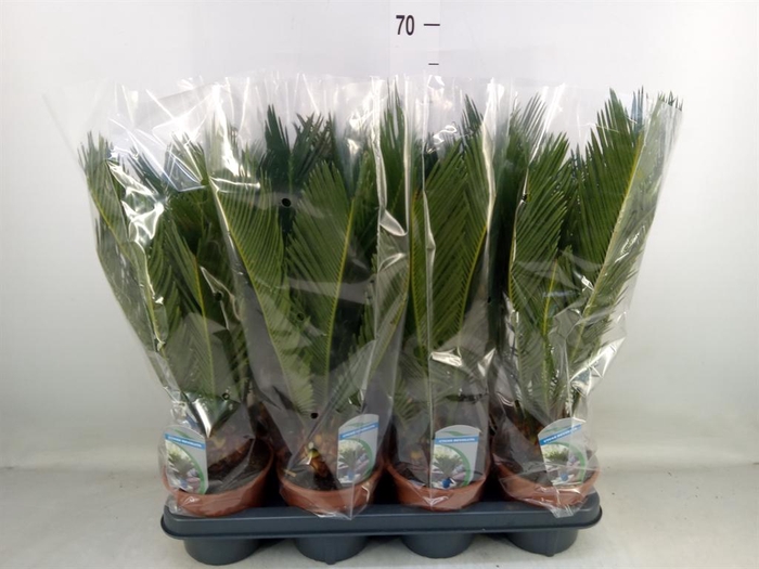 <h4>Cycas revoluta</h4>