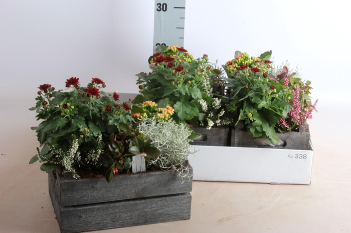 <h4>ARR TUINPLANTEN</h4>