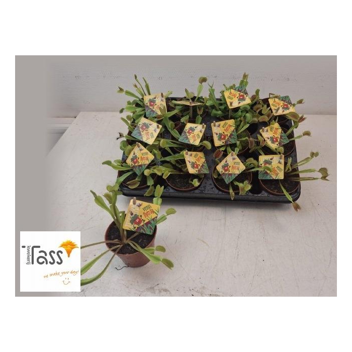 <h4>DIONAEA MUSCIPULA</h4>