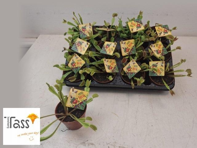 DIONAEA MUSCIPULA
