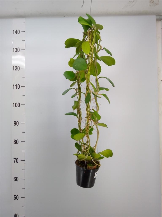 <h4>Hoya kerrii</h4>
