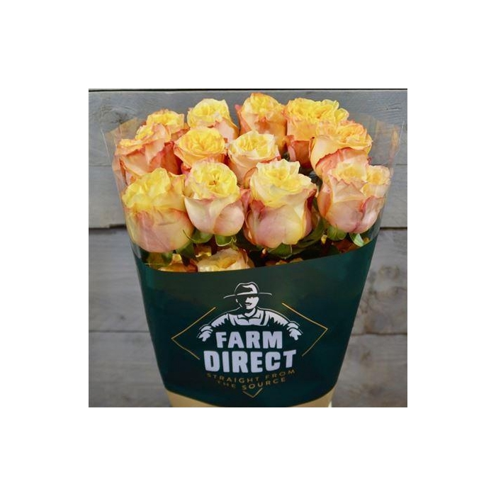 <h4>R Gr Wild Crown</h4>