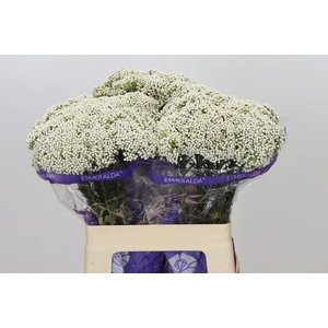 Ozothamnus  'Cooks Snow White'