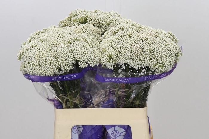 <h4>Ozothamnus  'Cooks Snow White'</h4>