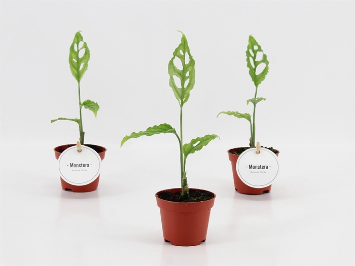 <h4>Monstera   ...</h4>