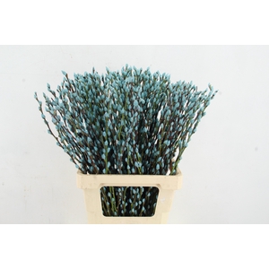 Salix Snowflake 70cm L.Blue