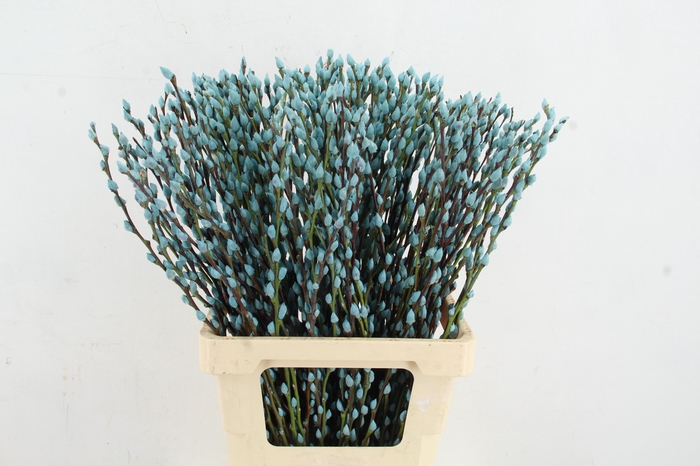 <h4>Salix Snowflake 70cm L.Blue</h4>