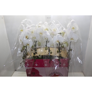 PHALAENOPSIS CASCATA ESPECIAL P15 BRANCO MIN 8 FLS