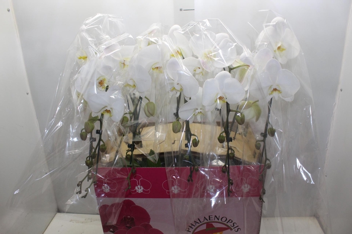 <h4>PHALAENOPSIS CASCATA ESPECIAL P15 BRANCO MIN 8 FLS</h4>
