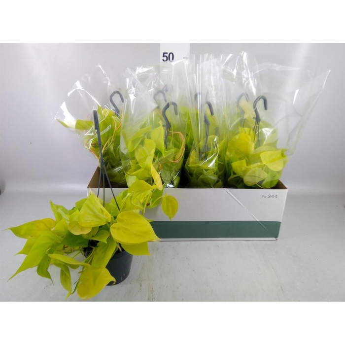 <h4>Philodendron   ...</h4>